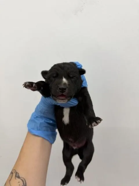 A baby small-sized male German Shepherd Dog dog named Bitsy for adoption in San Bernardino, CA