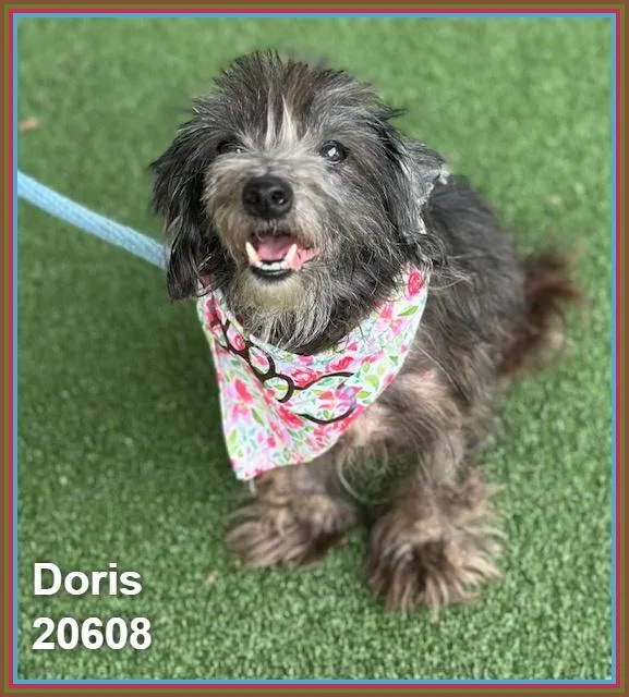 Doris