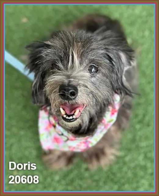 Doris thumbnail 2