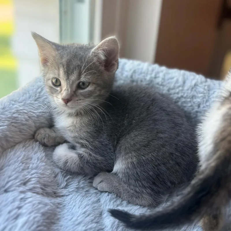 A baby small-sized male Gray / Blue / Silver Domestic Short Hair cat named Walter for adoption in La Grange, KY
