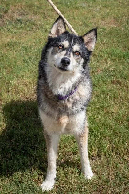 A senior medium-sized female Black Siberian Husky dog named Princess for adoption in La Grange, TX