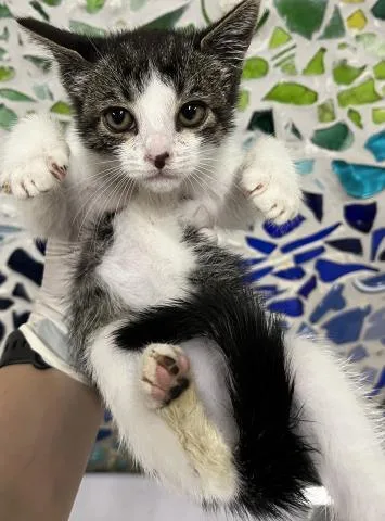 A baby small-sized female Domestic Short Hair cat named Carly for adoption in Pensacola, FL