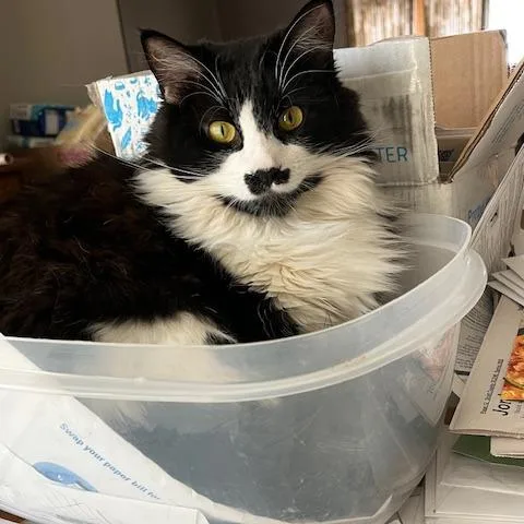 An adult small-sized female Domestic Long Hair cat named Zoe Belle for adoption in Minneapolis, MN