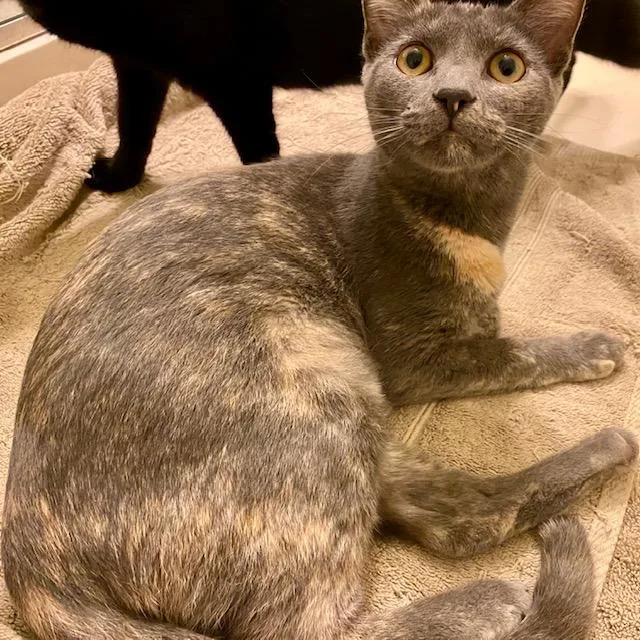 A young small-sized female Dilute Tortoiseshell Domestic Short Hair cat named Penelope for adoption in Ashland, VA