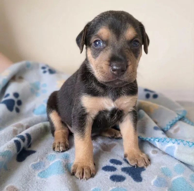 A baby medium-sized female Labrador Retriever dog named Jay Lo for adoption in Crown Point, IN