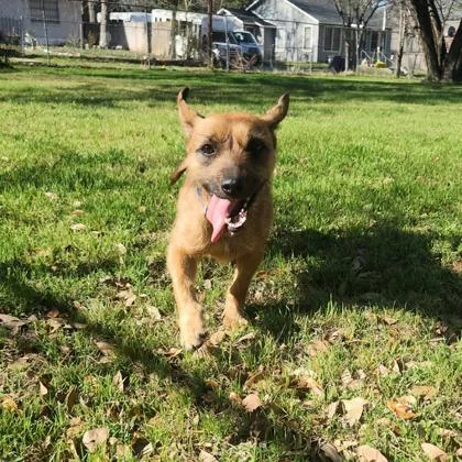 An adult small-sized female Border Terrier dog named Zoey for adoption in Morton Grove, IL