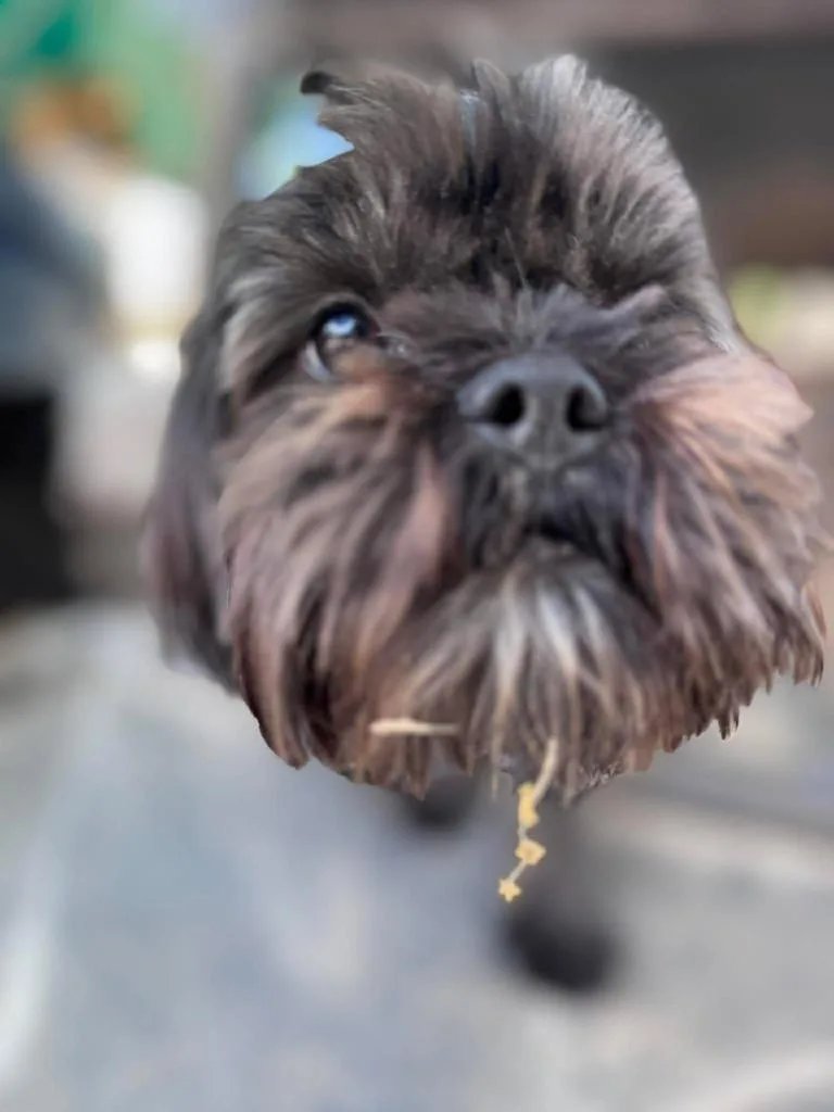 Abbi Cadabbi thumbnail 4