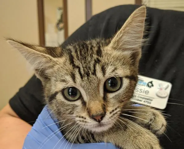 An adult small-sized male Domestic Short Hair cat named Quartz for adoption in San Diego, CA