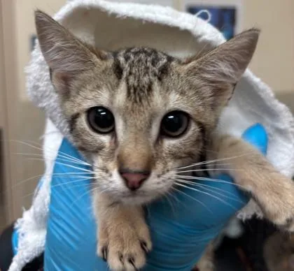 A baby small-sized female Domestic Short Hair cat named Preston Tabby for adoption in Honolulu, HI
