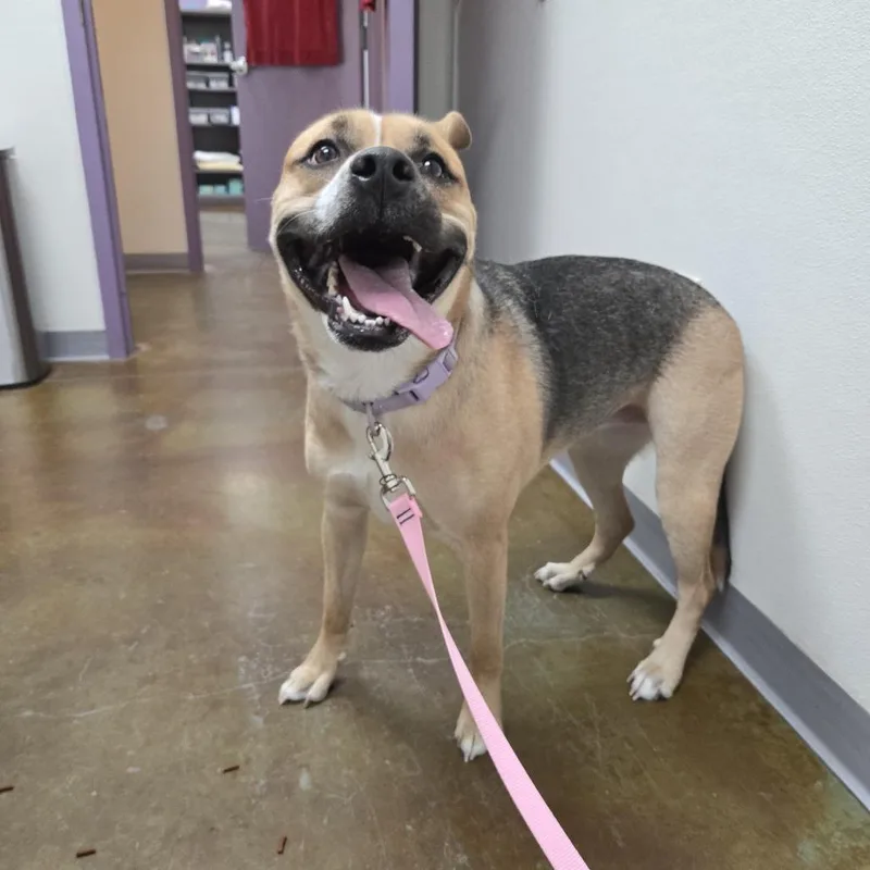 An adult medium-sized female American Staffordshire Terrier dog named Maven for adoption in Albuquerque, NM