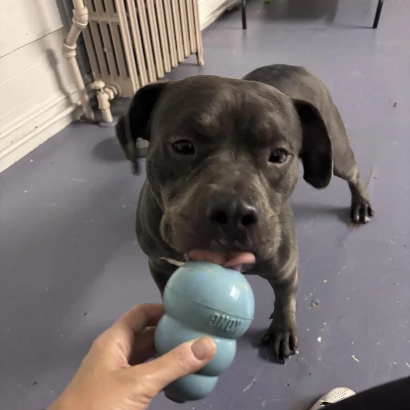 A young large-sized female Pit Bull Terrier dog named Blessing for adoption in Groveland, MA