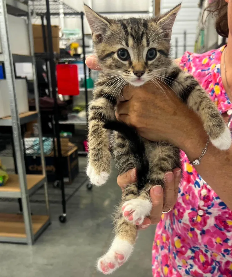 A young medium-sized male Tabby (Brown / Chocolate) Domestic Short Hair cat named Victor for adoption in Leitchfield, KY
