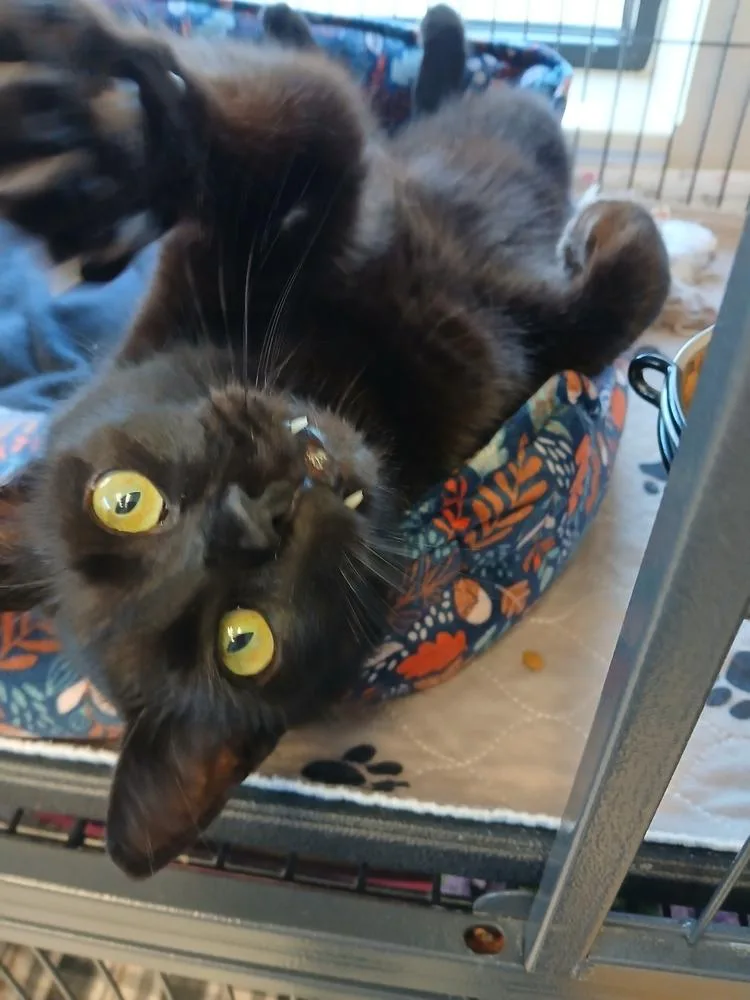 An adult medium-sized male Black Domestic Short Hair cat named Neo for adoption in Clinton Township, MI