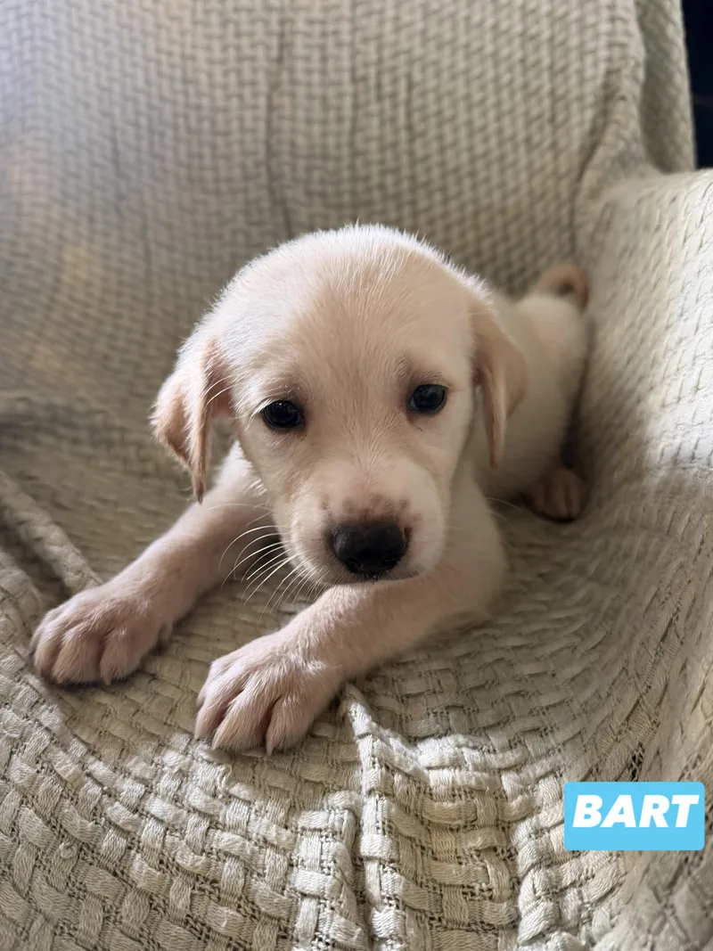 B Litter Bart