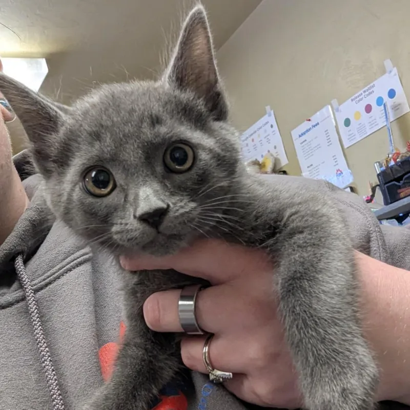 A baby medium-sized male Domestic Short Hair cat named Cove for adoption in Aberdeen, WA