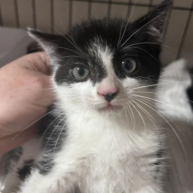 A baby small-sized male Black Domestic Short Hair cat named Zorro Costa Mesa Location for adoption in Chino Hills, CA
