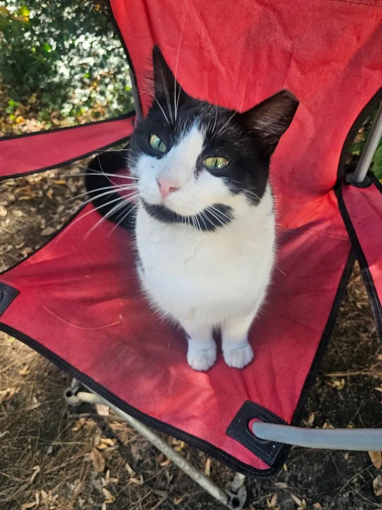 A young small-sized male Domestic Short Hair cat named Mr. Moo for adoption in Pitman, NJ