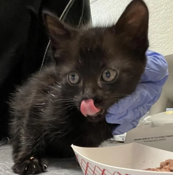 An adult small-sized male Domestic Short Hair cat named Billy for adoption in Oceanside, CA