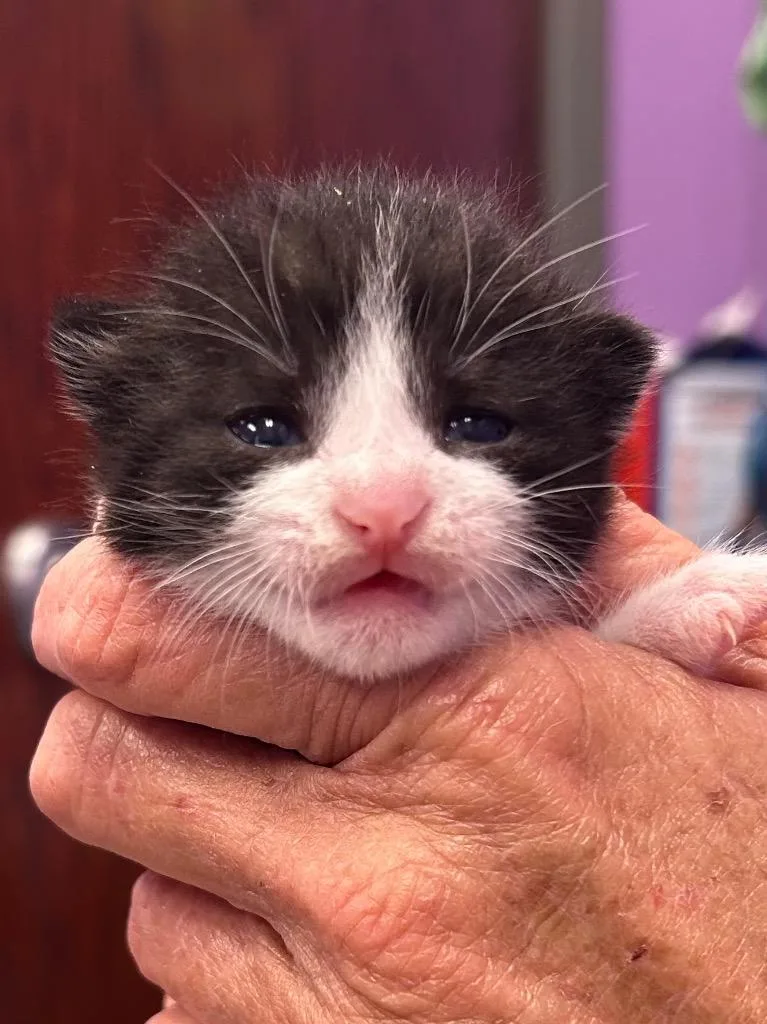 A baby medium-sized female Domestic Short Hair cat named Sarah for adoption in Gautier, MS