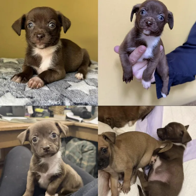 A baby small-sized female Brown / Chocolate Chihuahua dog named Olive for adoption in Boulder, CO