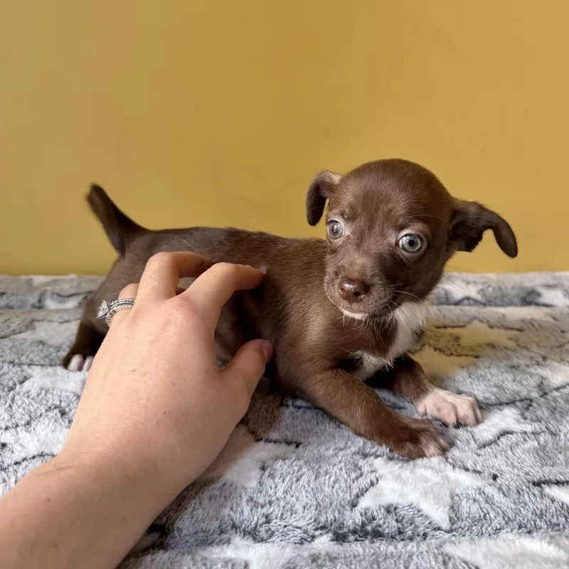 Olive thumbnail 2