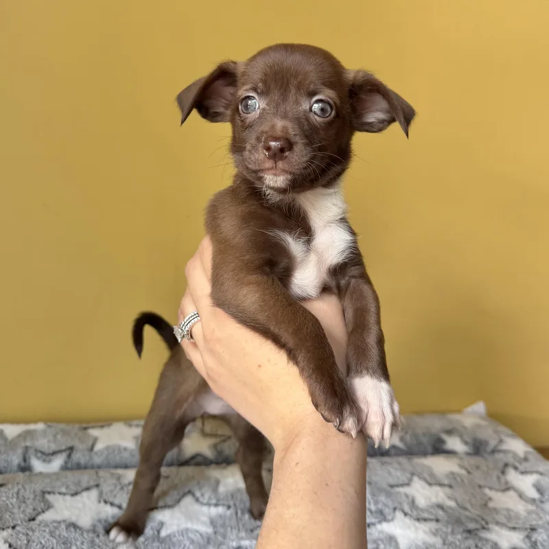 Olive thumbnail 6