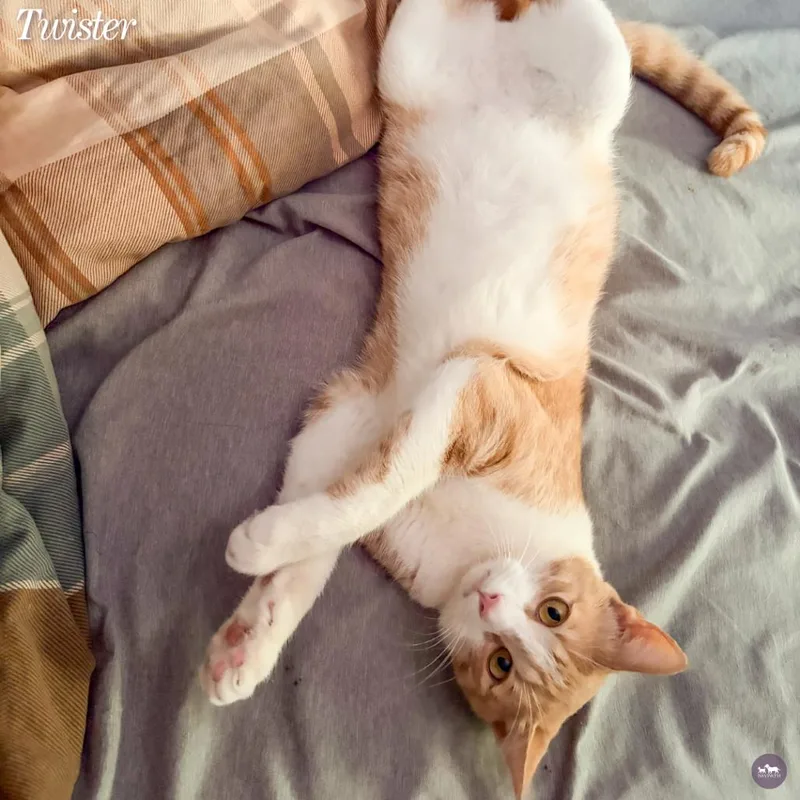 An adult small-sized male Orange / Red Domestic Short Hair cat named Twister for adoption in Hopkinton, MA