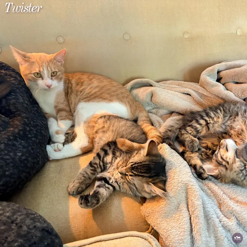 Twister thumbnail 3