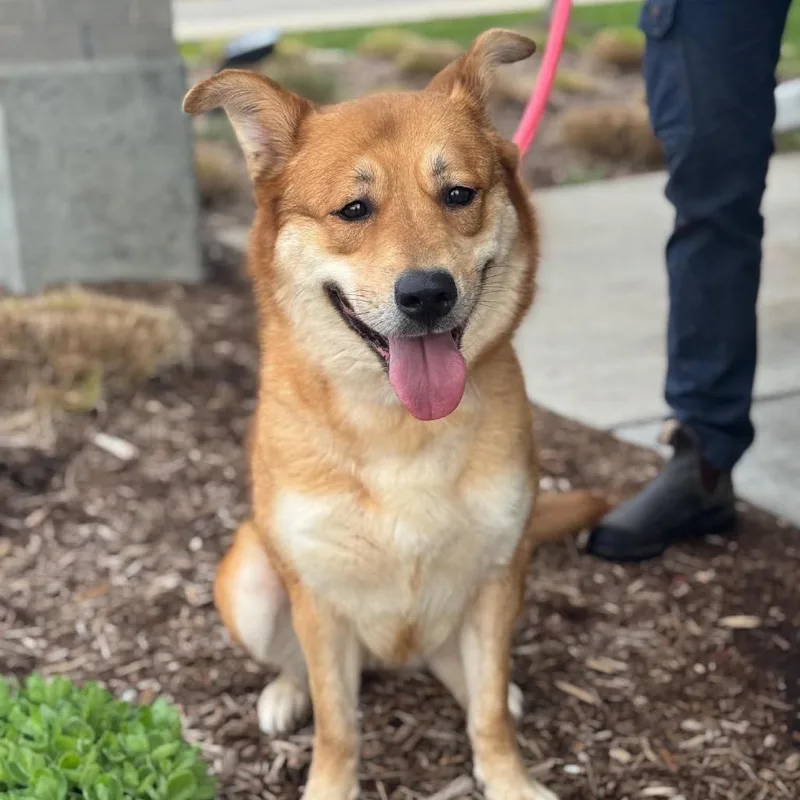 An adult medium-sized female Yellow / Tan / Blond / Fawn Shepherd dog named Lennon for adoption in Bristol, IN