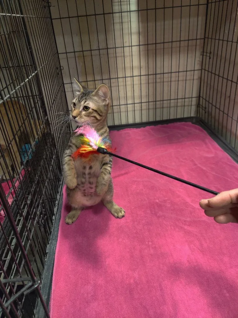 A baby small-sized female Tabby (Buff / Tan / Fawn) Tabby cat named Dora for adoption in Kansas City, MO