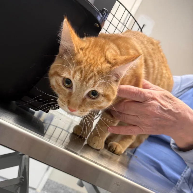 A young medium-sized male Orange / Red Domestic Short Hair cat named Dudly for adoption in Great Falls, MT