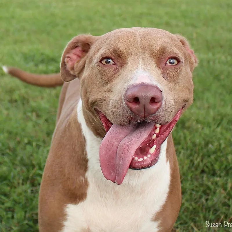 A young medium-sized female Brown / Chocolate American Staffordshire Terrier dog named Melody for adoption in Lynchburg, VA