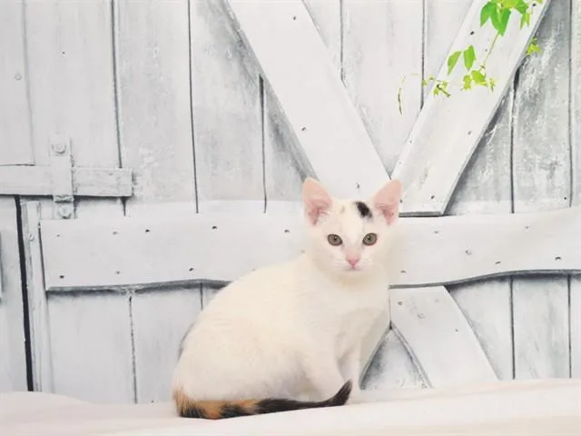 Pepper