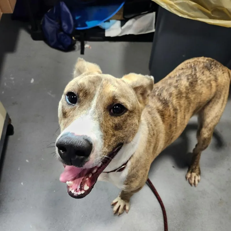 An adult medium-sized male Mixed Breed dog named Jasper for adoption in Beckley, WV