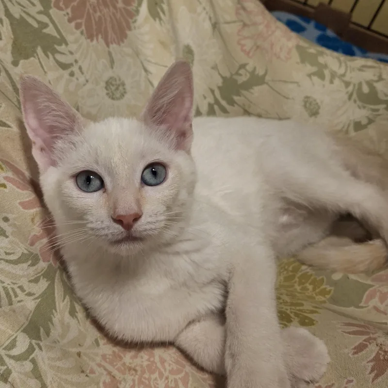 Amara