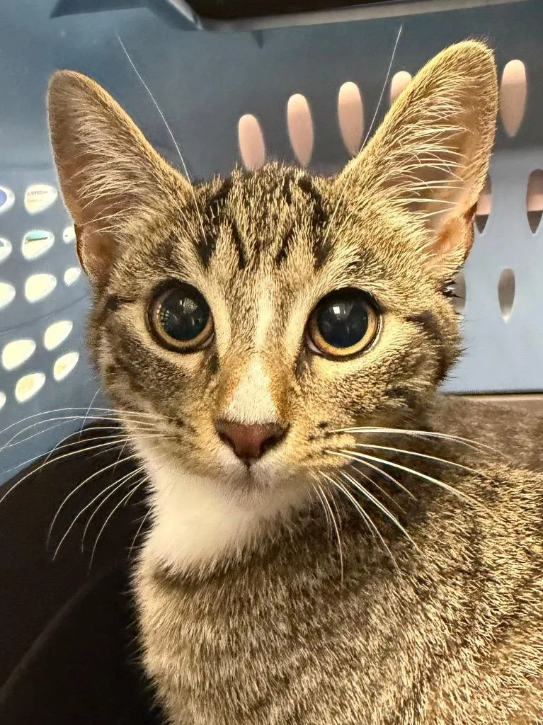 A baby medium-sized female Domestic Short Hair cat named Pea Protein for adoption in Pomona, NY