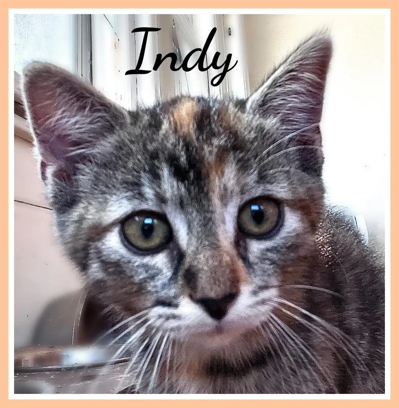 A baby medium-sized female Torbie Domestic Short Hair cat named Indy for adoption in Valley City, ND