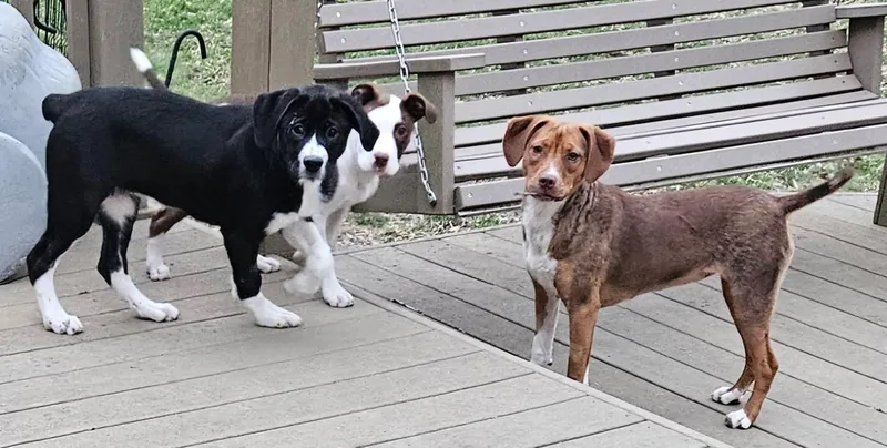 A baby extra large-sized female Black Great Pyrenees dog named Pickle for adoption in Lewis Center, OH