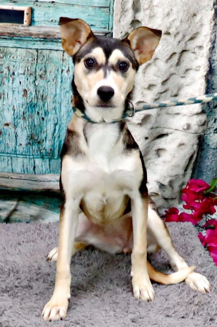 A young medium-sized female Black Husky dog named Nicole for adoption in Lexington, VA