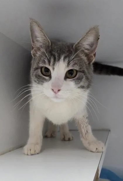 An adult medium-sized female Domestic Short Hair cat named Rizzle for adoption in Houston, TX