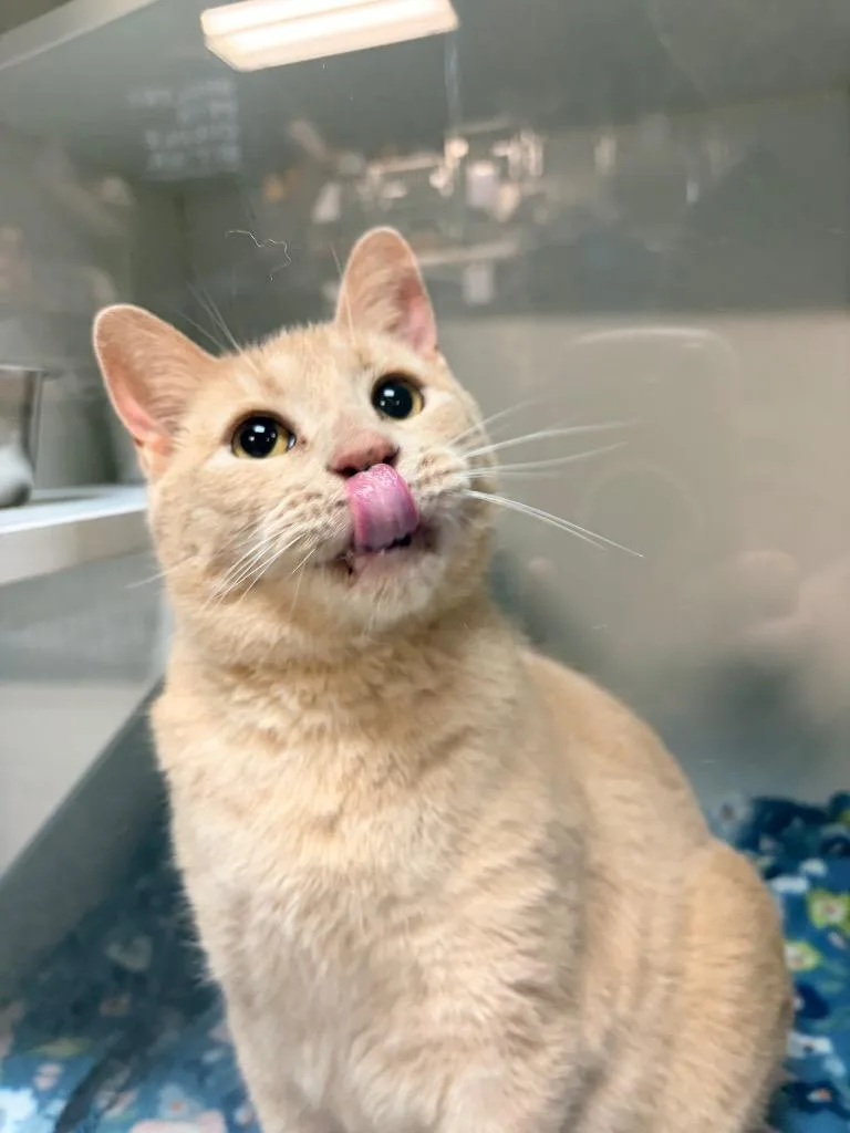 An adult medium-sized male Domestic Short Hair cat named Lynx for adoption in Huntington, IN