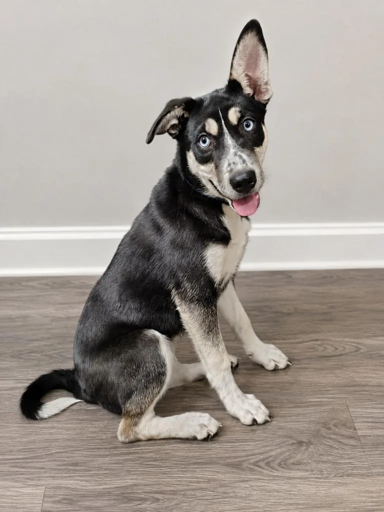 A baby medium-sized female Husky dog named Little Lady for adoption in Murray, KY