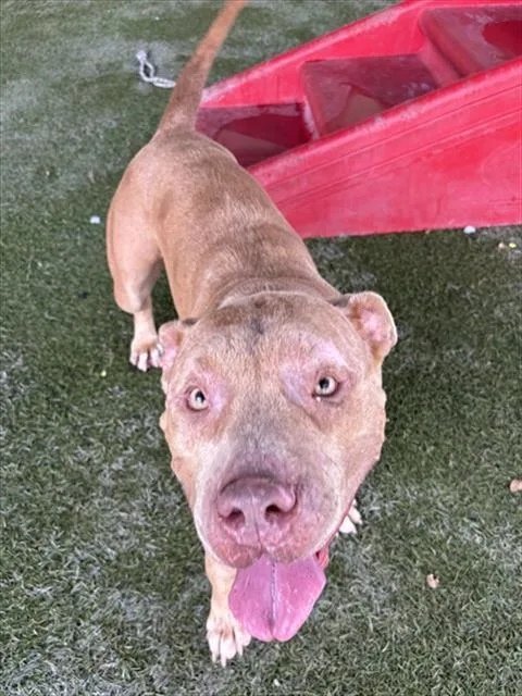 An adult large-sized female Pit Bull Terrier dog named Athena for adoption in Miami, FL