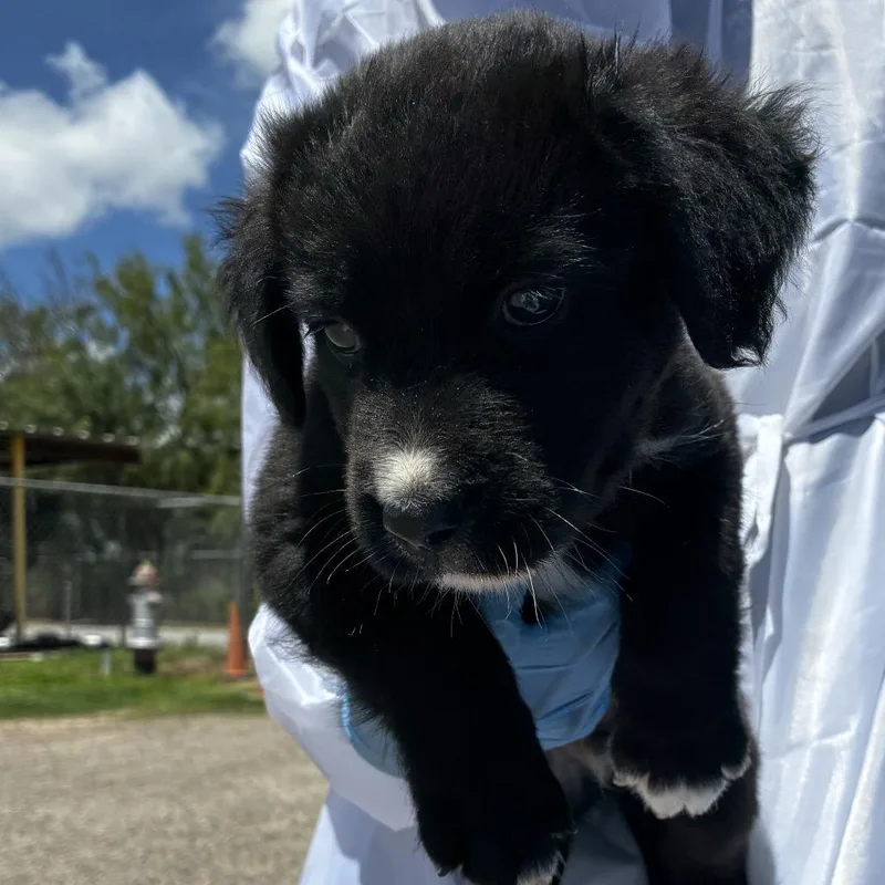 A baby small-sized male Black Shepherd dog named Hairy for adoption in Edinburg, TX