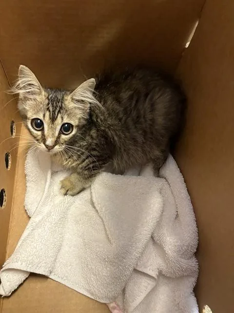 A baby small-sized female Domestic Short Hair cat named Chloe for adoption in Jacksonville, FL