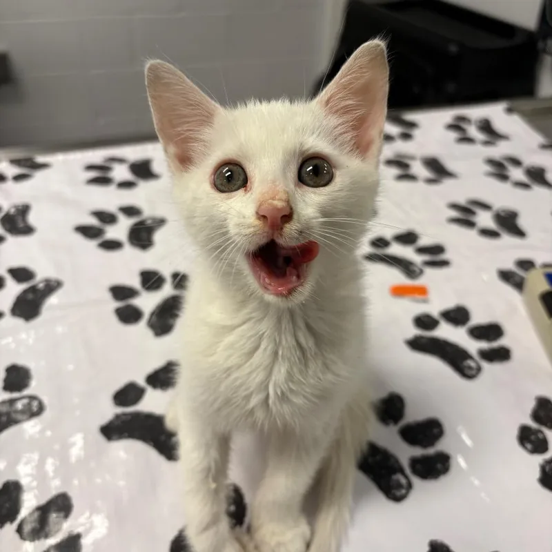 A baby small-sized male White Domestic Short Hair cat named Bartok for adoption in West Palm Beach, FL