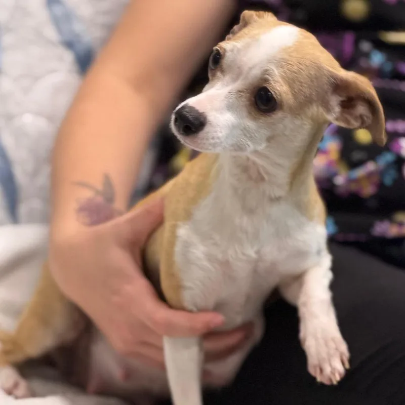 An adult small-sized female Yellow / Tan / Blond / Fawn Chihuahua dog named Poppy for adoption in Wellington, FL