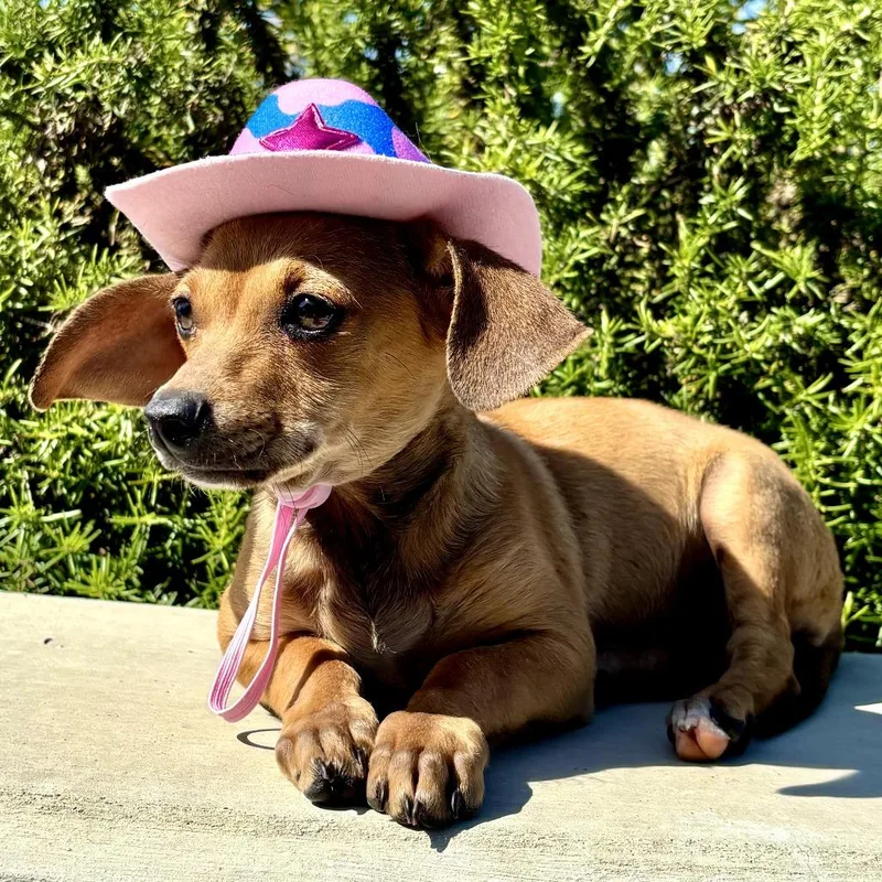 A baby small-sized female Yellow / Tan / Blond / Fawn Mixed Breed dog named Bunny for adoption in San Francisco, CA