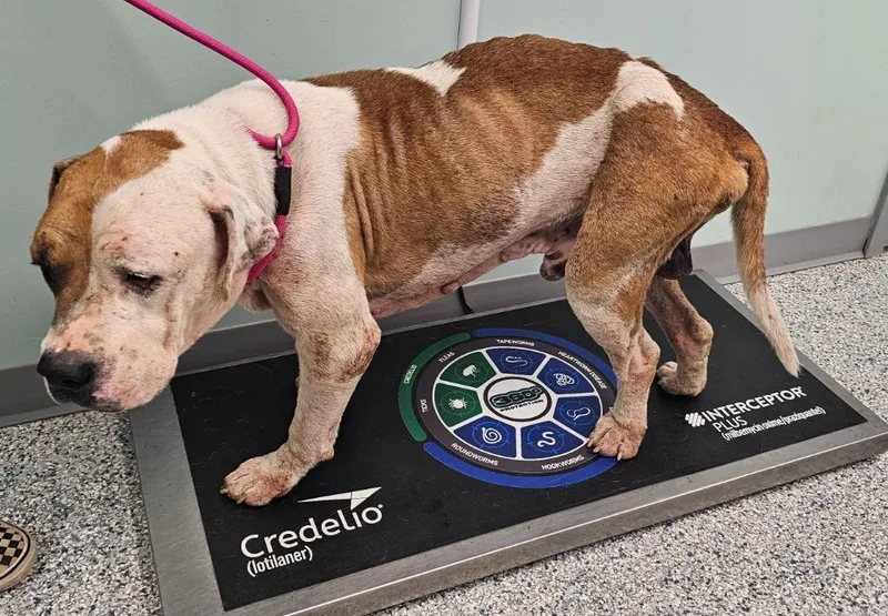 An adult medium-sized male Terrier dog named Gerald for adoption in Athens, TN