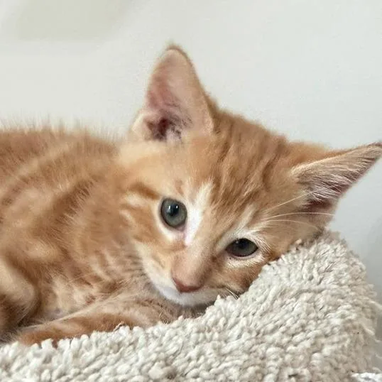 A baby small-sized male Orange / Red Domestic Short Hair cat named Kayce for adoption in Naperville, IL
